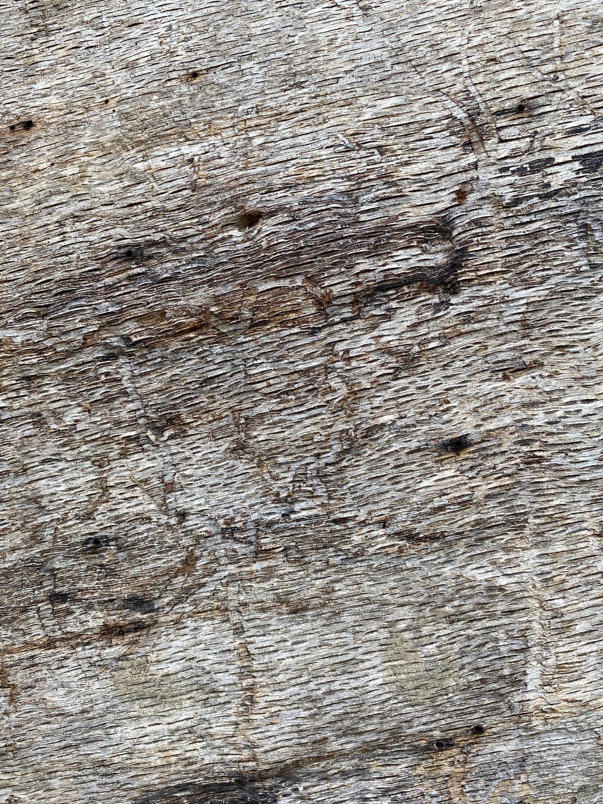 David Taieb, Pièces pour basse